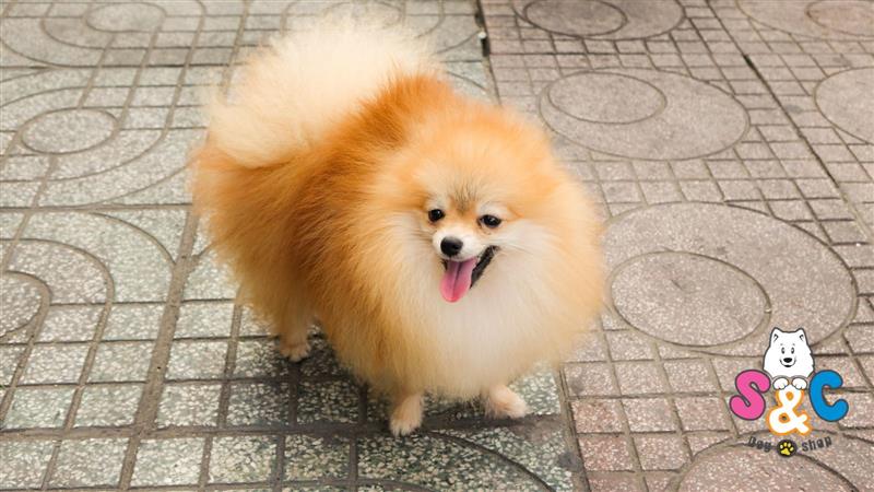 Chó Phốc Sóc (Pomeranian) - Lịch sử, đặc điểm, tính cách và cách chăm sóc