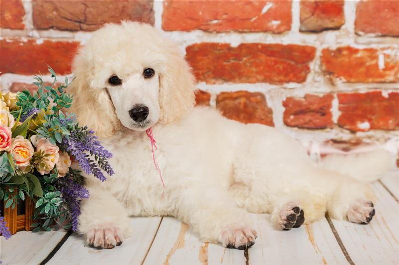 Chó Poodle giá rẻ tầm 1, 2 triệu có thật không?