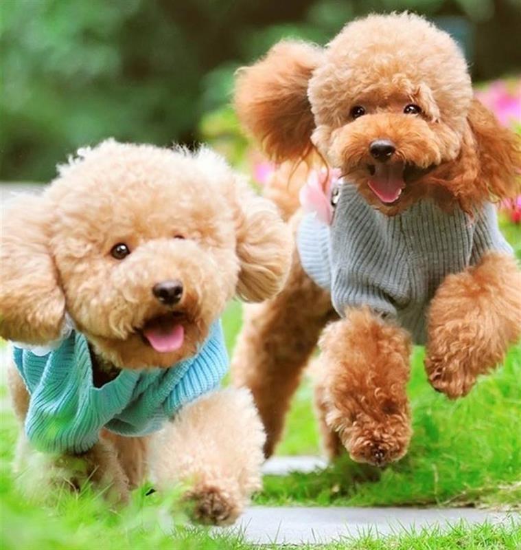 Chó Poodle thuần chủng giá bao nhiêu?