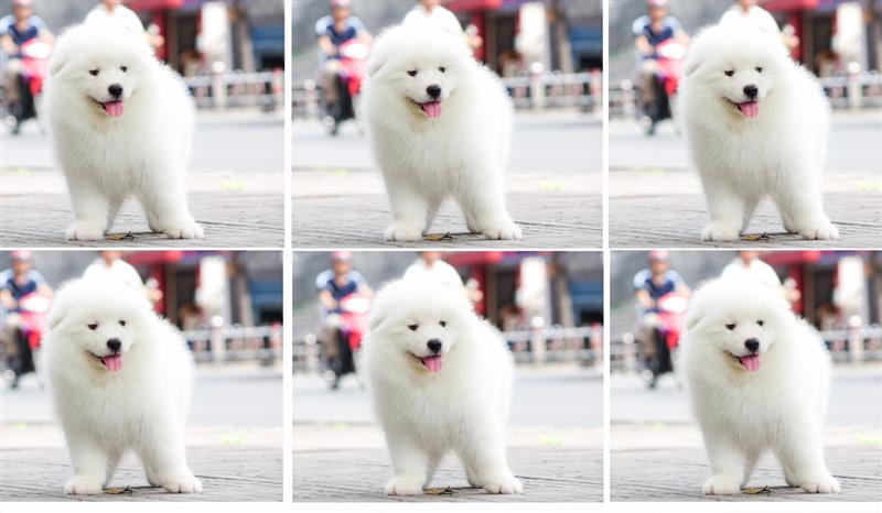 Chó Samoyed bị nôn - Nguyên nhân và cách xử lý