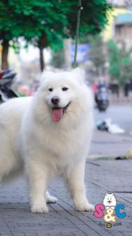 Chó samoyed có khôn không?