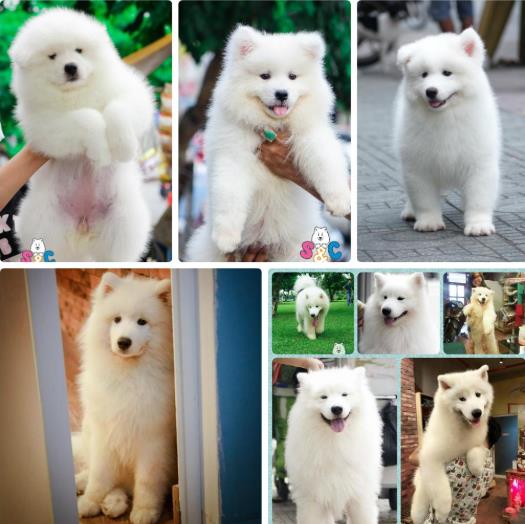 Chó Samoyed và cách nuôi dưỡng tốt nhất
