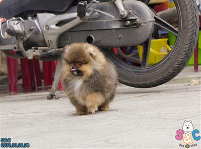 Có nên mua chó Phốc sóc trên chợ tốt