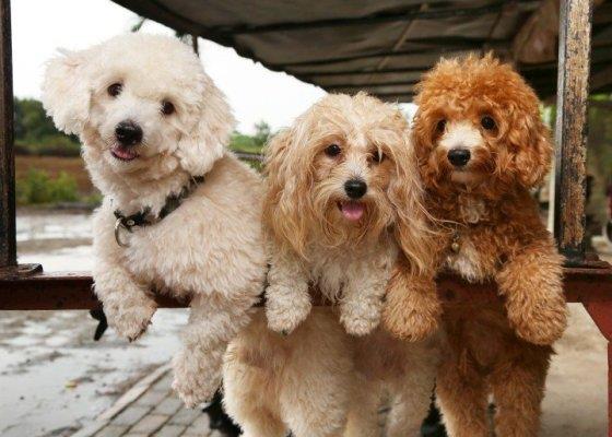 Có nên mua chó Poodle online không