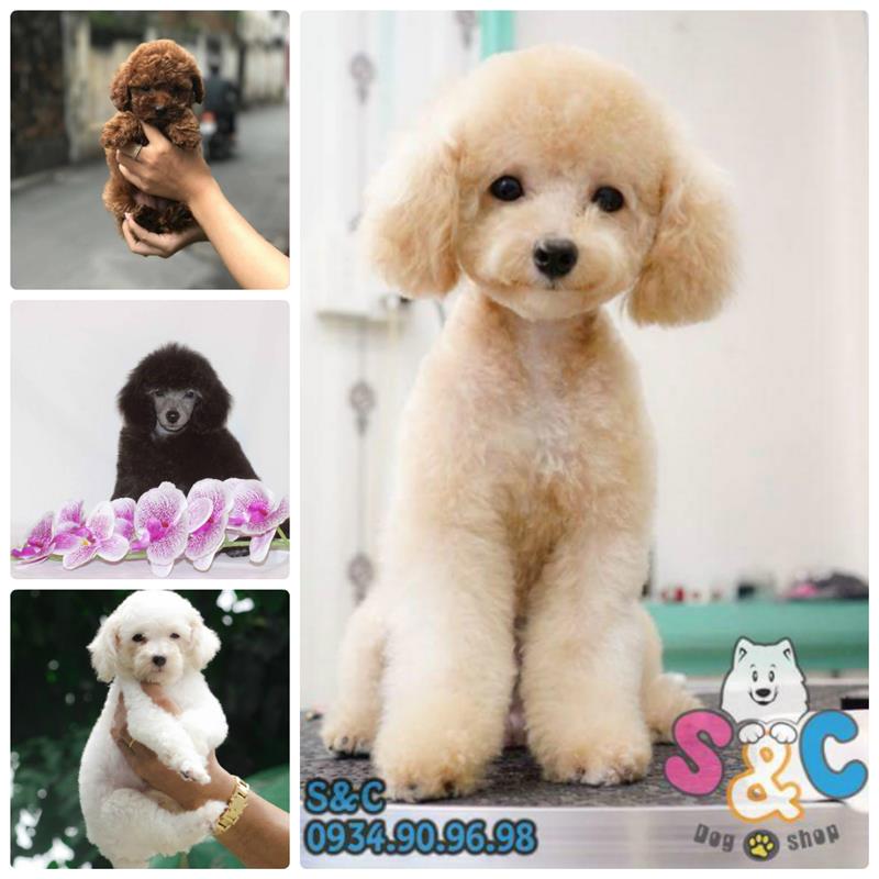 Đặc điểm của những giống chó thông minh