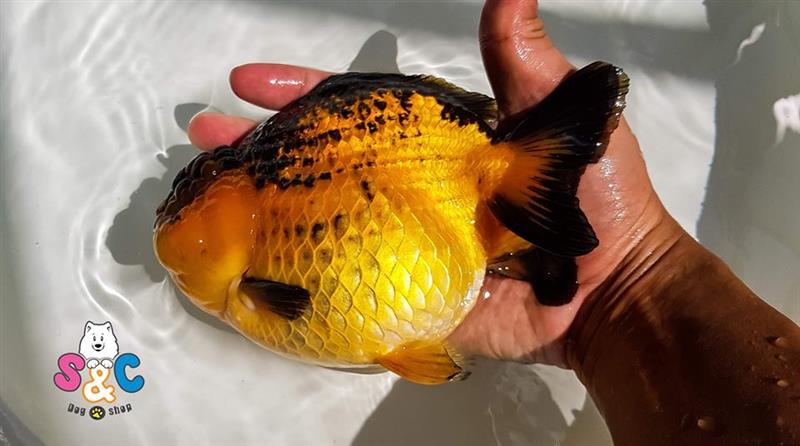 Đánh giá thị trường mua bán cá Oranda tại Tp Hồ Chí Minh