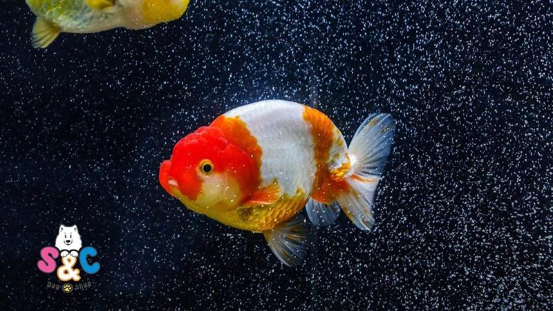 Địa chỉ bán cá Ranchu Thái nhập uy tín