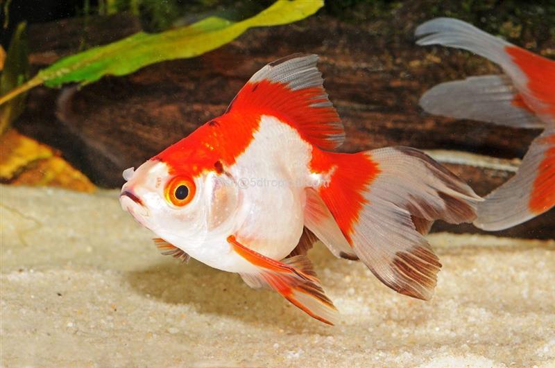 Địa chỉ bán cá Ryukin uy tín ở Tp Hồ Chí Minh