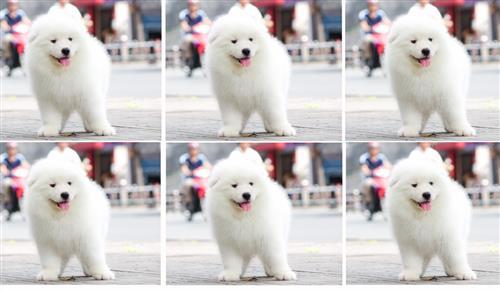 Địa chỉ bán chó Samoyed mini uy tín TPHCM
