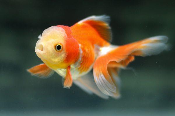 Địa chỉ mua cá Ranchu uy tín cho những dân sành chơi cá