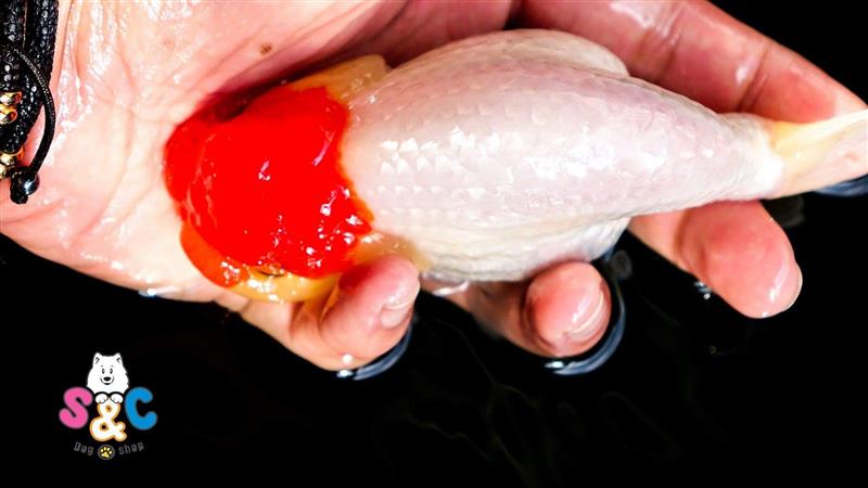 Địa chỉ uy tín bán cá Ranchu đầu đỏ ở Sài Gòn