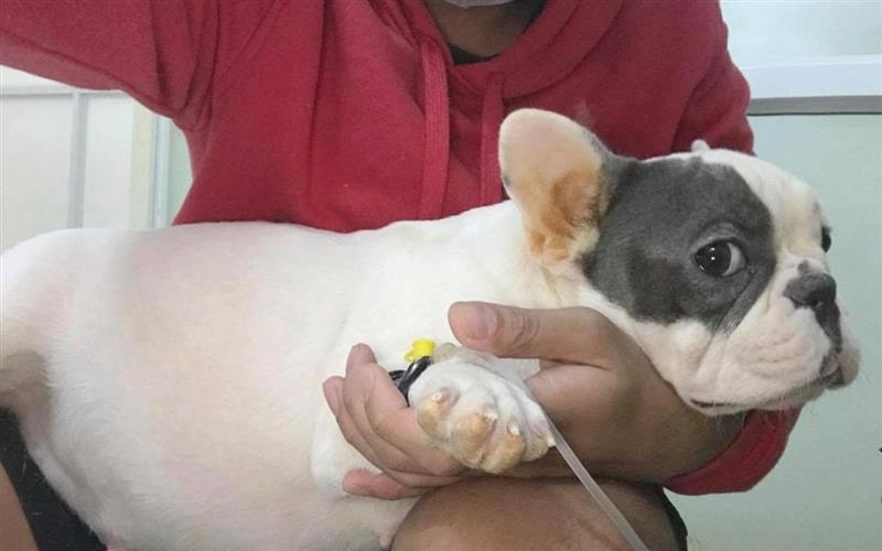 Điểm mặt những bệnh thường gặp ở chó Bull Pháp