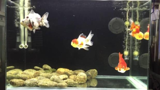 Điểm qua các loại bể cá ranchu phổ biến
