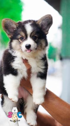 Điều cần biết về shop chó Corgi tại Hà Nội