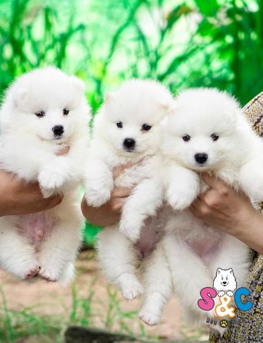 Đôi nét về giống chó samoyed nhập khẩu