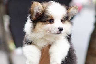 DUY NHẤT 1 NGÀY 01/01/2019 - CORGI CHẤT LƯỢNG CAO 20 TRIỆU / 1 CON
