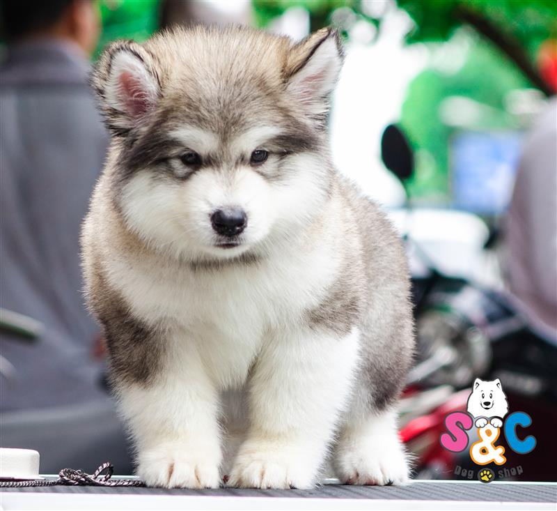 Giá cho Alaska con bao nhiêu tiền, có đắt không?