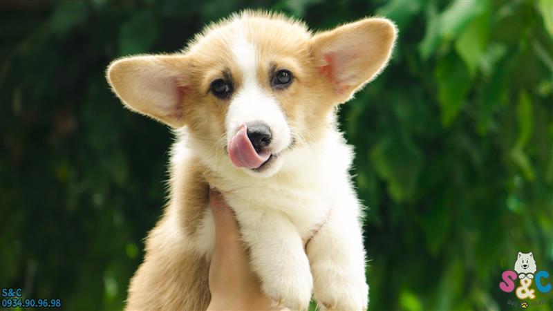 Giải đáp thắc mắc có nên mau chó corgi trên chợ tốt không?