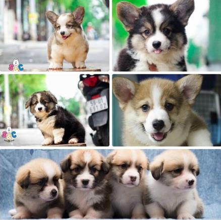 Giống chó corgi nặng bao nhiêu?
