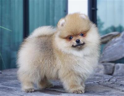 GIỐNG CHÓ PHỐC SỐC - NHỮNG ĐIỀU CẦN BIẾT
