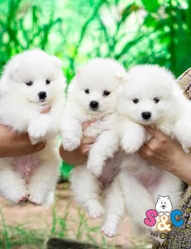 Giống chó samoyed có mấy loại?