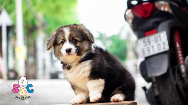 Hiểu về giống chó Corgi xứ wales