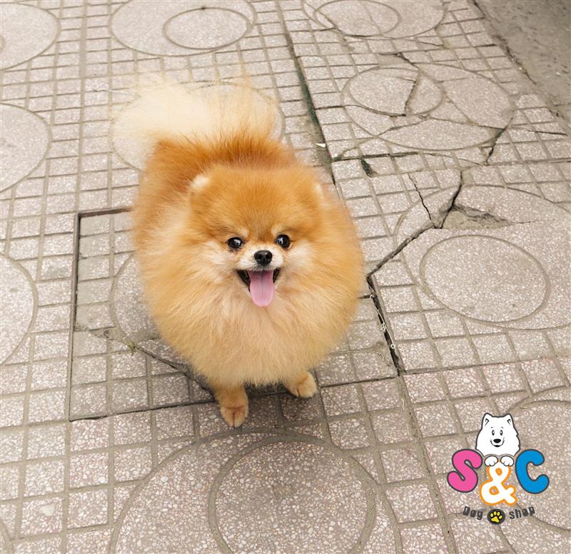 Huấn luyện chó Phốc sóc