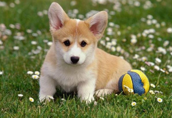 Hướng dẫn cách chăm sóc chó Corgi mông to tốt nhất