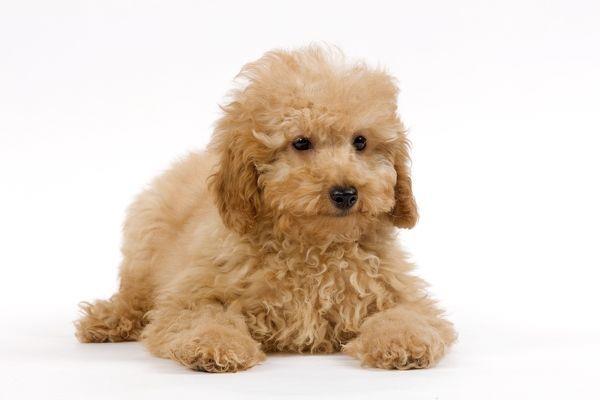 Hướng dẫn cách chăm sóc chó Poodle con khỏe mạnh, mau lớn