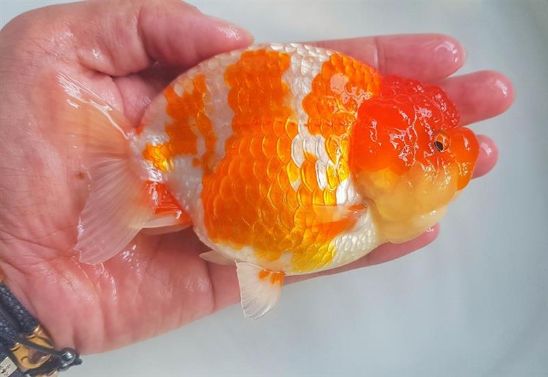 Những cách nuôi cá Ranchu lên đầu, lên màu tại nhà