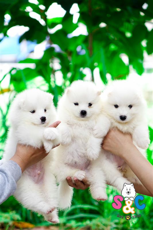 Hướng dẫn cách nuôi chó Samoyed đúng cách