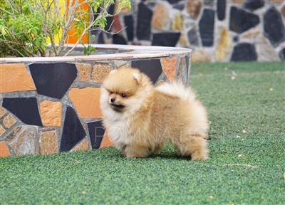 Hướng Dẫn Cách Nuôi Và Chăm Sóc Chó Phốc Sóc