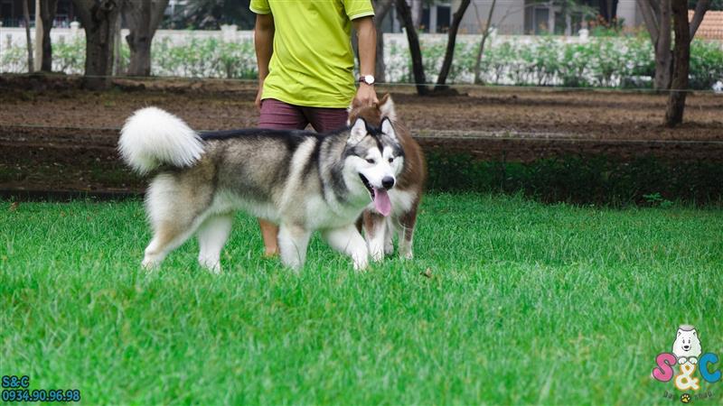 Hướng dẫn cách tắm cho chó Alaska đúng cách