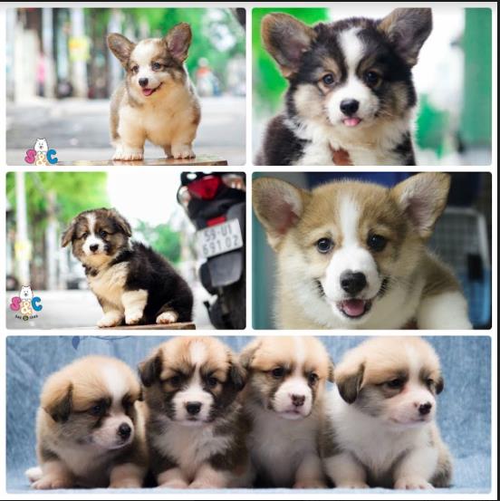 Hướng dẫn chọn và chăm sóc chó Corgi đẹp