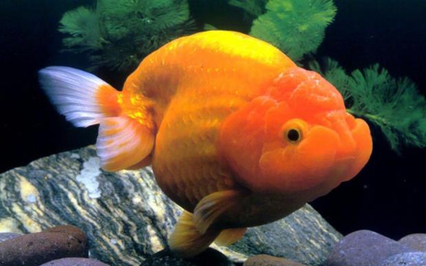 Hướng dẫn cơ bản trong cách nuôi cá ranchu mau lớn