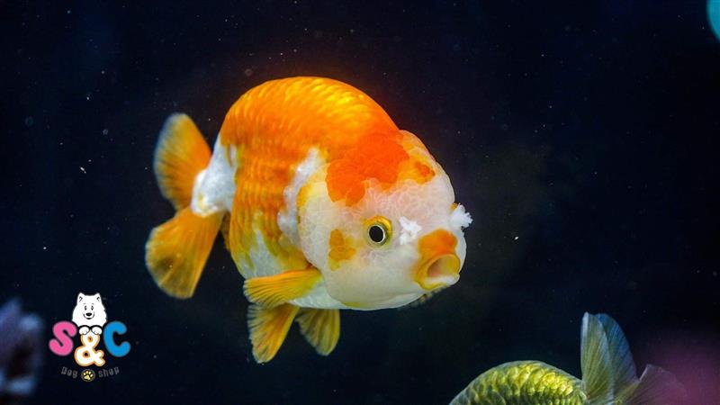 Hướng dẫn thiết lập bể cá Ranchu đơn giản và phù hợp nhất