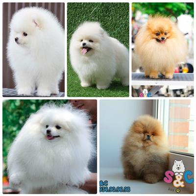 Kiến thức nuôi chó phốc sóc nâng cao