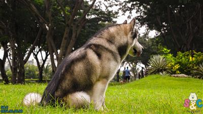 Kinh nghiệm chăm chó Alaska bị ốm