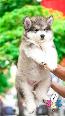 Kinh Ngiệm Nuôi Chó Alaska Ở Việt Nam