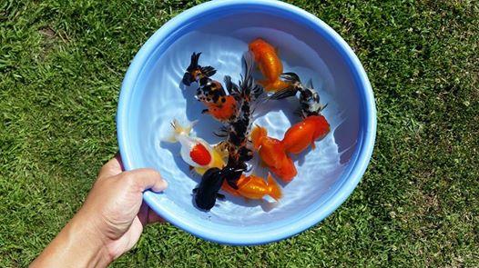 Kỹ thuật chăm sóc cá Ranchu sinh sản cho người nuôi