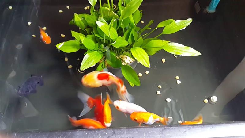 Kỹ thuật chăm sóc để cá Ranchu sinh sản tự nhiên