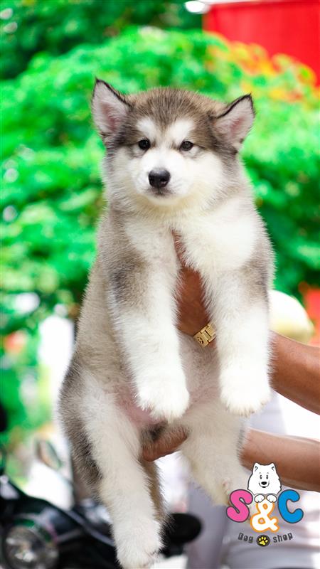 Kỹ thuật huấn luyện chó Alaska – Bình tĩnh, kiểm soát năng lượng và quyết đoán