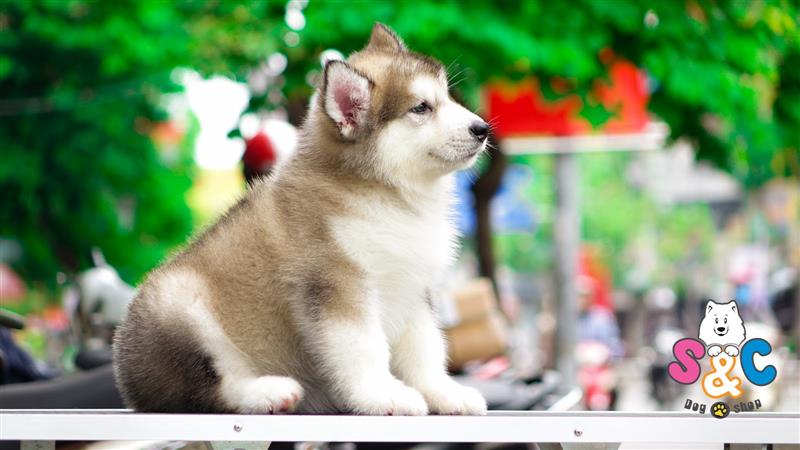 Làm Gì Khi Chó Alaska Bị Tiêu Chảy – Kinh Nghiệm Cho Người Nuôi Chó