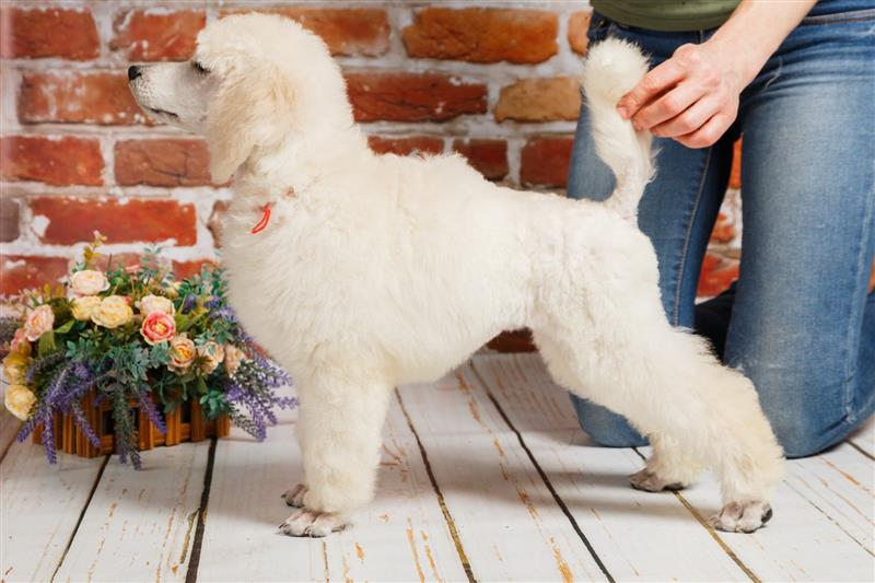 Lựa chọn giống cho cảnh giá rẻ phù hợp với thu nhập