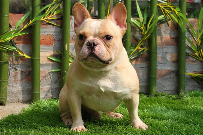 Mách bạn cách chữa bệnh ghẻ ở chó Bull Pháp hiệu quả