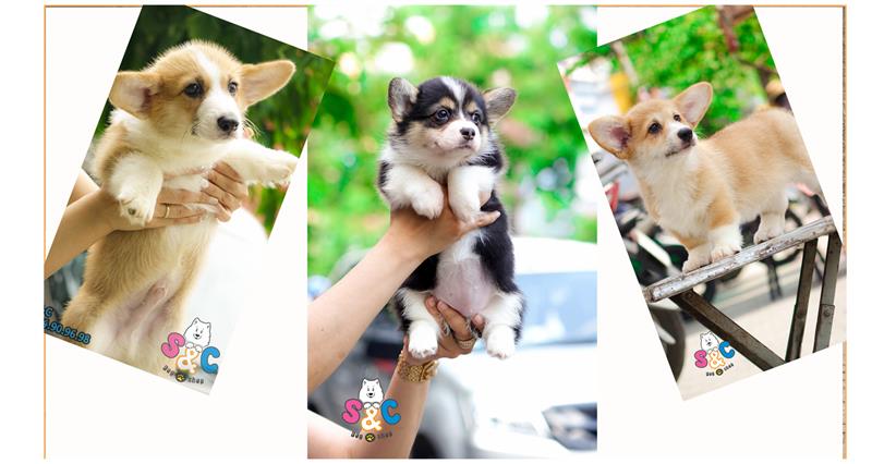 Mách bạn cách dạy chó Corgi biết nghe lời