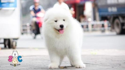 Mách bạn giá 1 chú chó samoyed là bao nhiêu ?