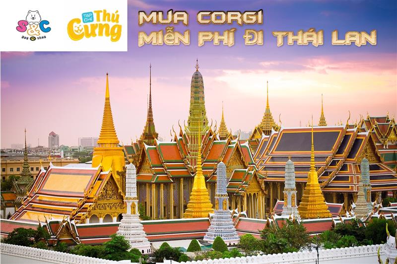 Mua 1 Corgi - Tặng 1 Cặp Vé Thái Lan 