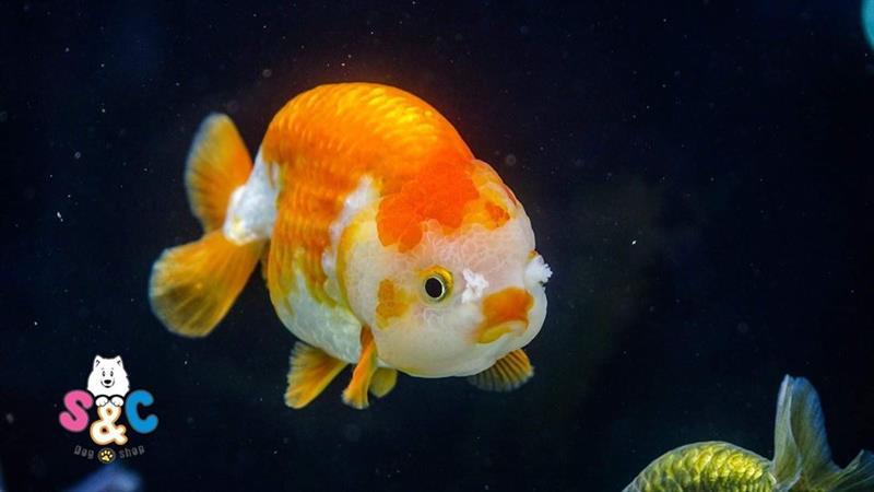 Mua cá ranchu - 3 dấu hiệu phân biệt cá Ranchu Thái Lan – Trung Quốc và cá lai
