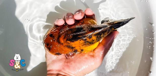 Mua cá vàng Ranchu Hà Nội - Hiểu những điều thú vị về loài cá này